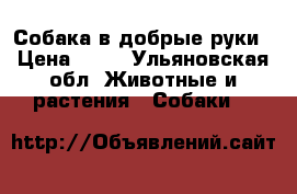 Собака в добрые руки › Цена ­ 10 - Ульяновская обл. Животные и растения » Собаки   